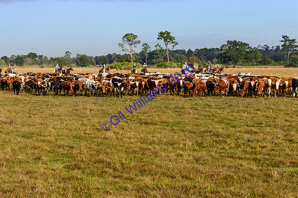 GilWms-160122-01335