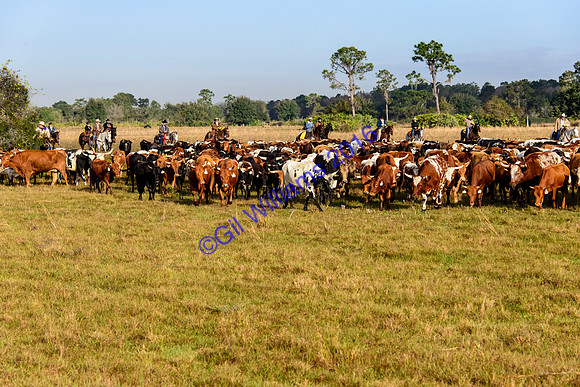 GilWms-160122-01338