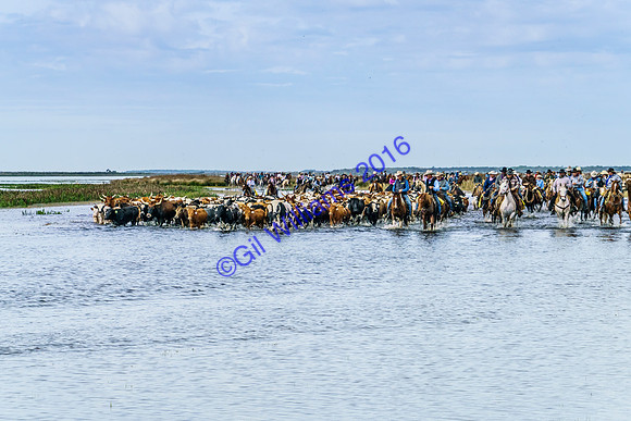 GilWms-160122-02691