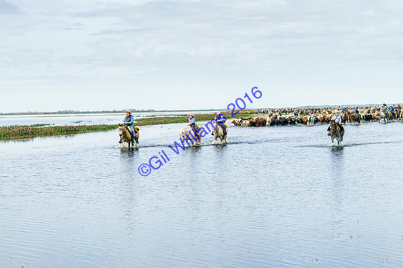 GilWms-160122-02684