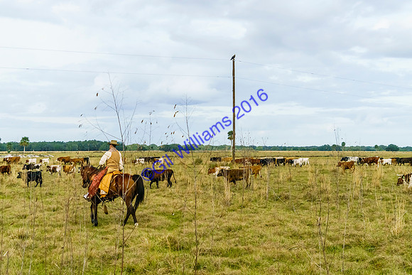 GilWms-160122-02346