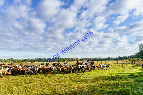 GilWms-160122-01351