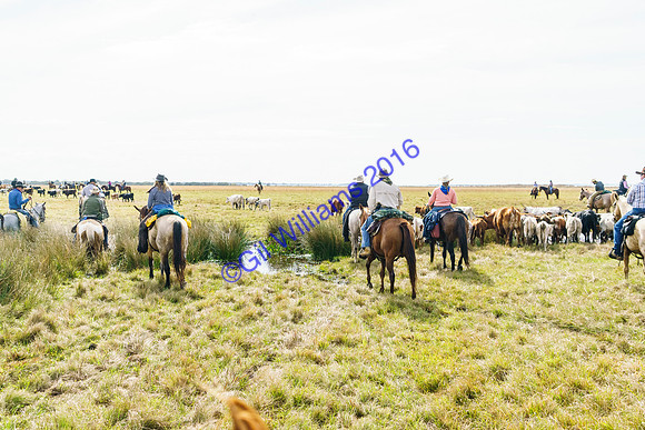 GilWms-160122-02856
