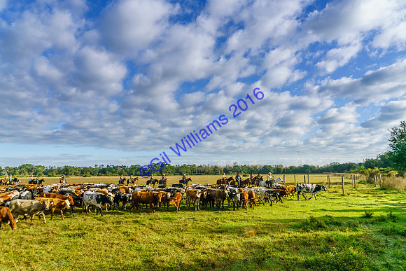 GilWms-160122-01352